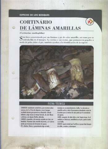 Bolets ficha 086: Cortinario de laminas amarillas (Cortinarius xanthophilus)
