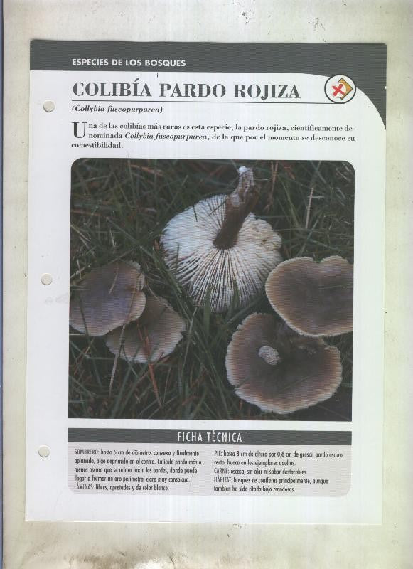 Bolets ficha 087: Colibia pardo rojiza (Collybia fuscopurpurea)
