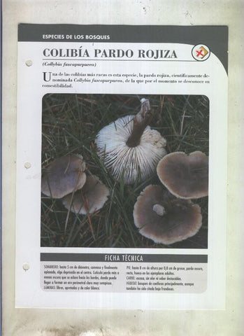 Bolets ficha 087: Colibia pardo rojiza (Collybia fuscopurpurea)