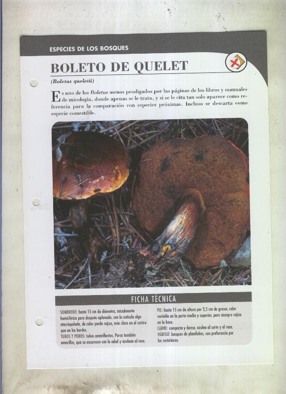 Bolets ficha 089: Boleto de Quelet (Boletus queletii)