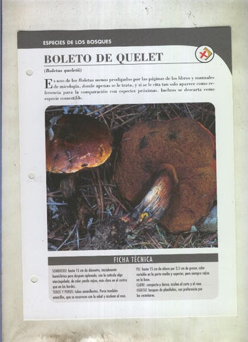 Bolets ficha 089: Boleto de Quelet (Boletus queletii)