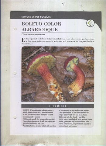 Bolets ficha 090: Boleto color albaricoque (Xerocomus armeniacus)
