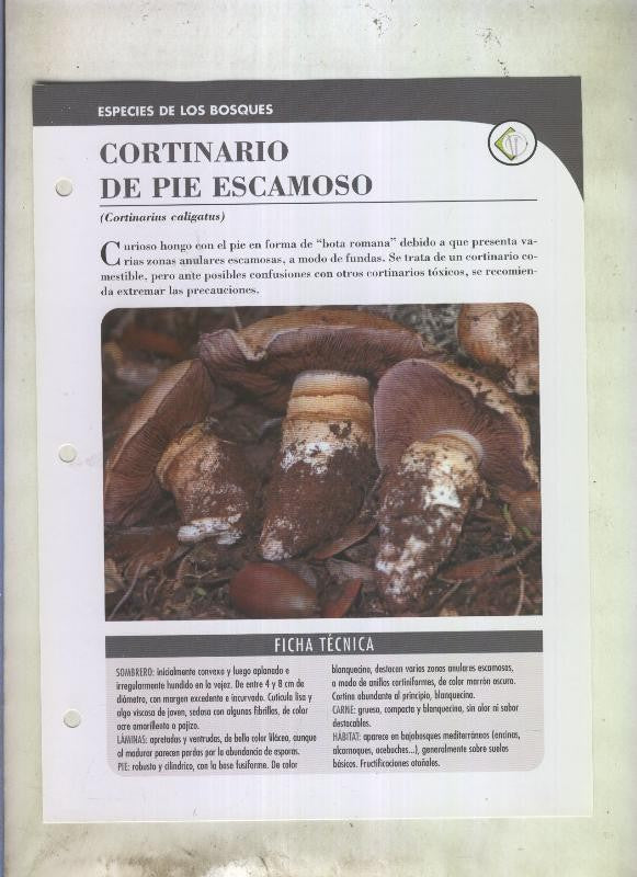 Bolets ficha 091: Cortinario de pie escamoso (cortinarius caligatus)