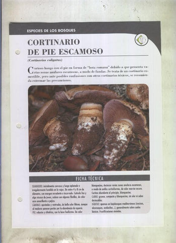 Bolets ficha 091: Cortinario de pie escamoso (cortinarius caligatus)