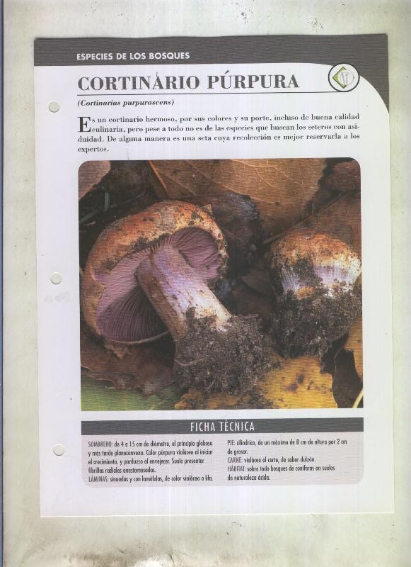 Bolets ficha 093: Cortinario purpura (cortinarius purpurascens)