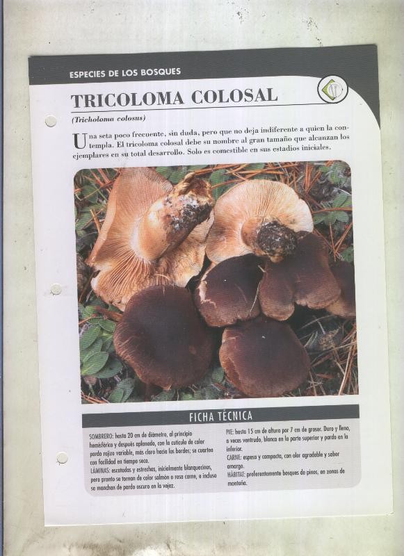 Bolets ficha 094: Tricoloma colosal (Tricholoma colosus)