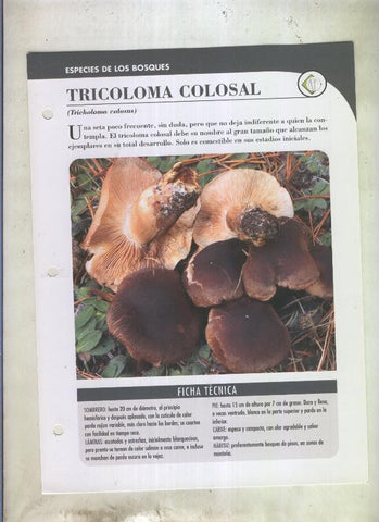 Bolets ficha 094: Tricoloma colosal (Tricholoma colosus)