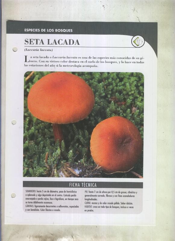Bolets ficha 095: Seta lacada (Laccaria laccata)