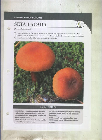 Bolets ficha 095: Seta lacada (Laccaria laccata)