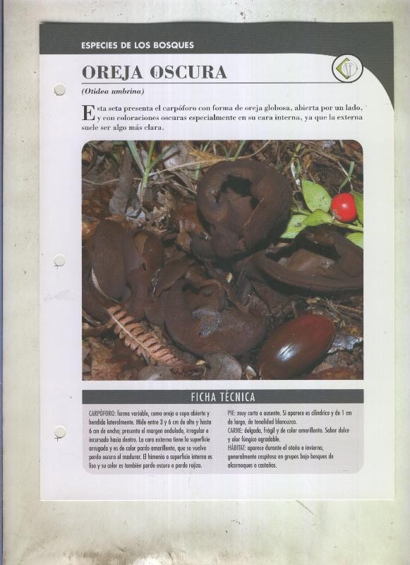 Bolets ficha 096: Oreja oscura (Otidea umbrina)