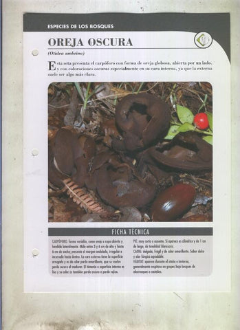 Bolets ficha 096: Oreja oscura (Otidea umbrina)