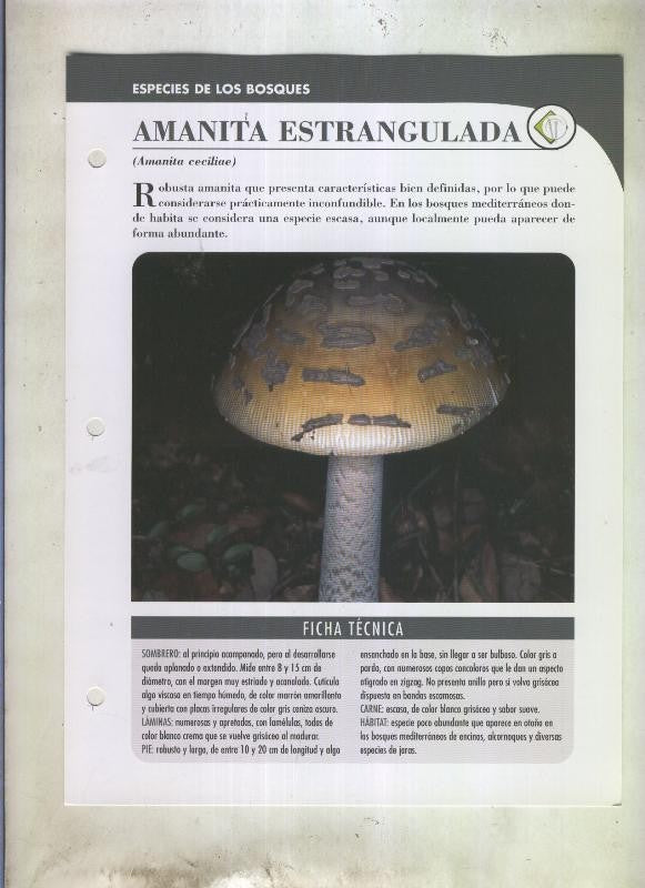 Bolets ficha 097: amanita estrangulada (amanita ceciliae)