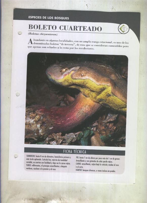 Bolets ficha 098: Boleto cuarteado (Boletus chrysenteron)