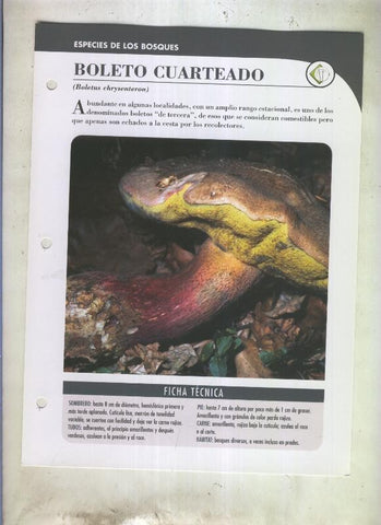 Bolets ficha 098: Boleto cuarteado (Boletus chrysenteron)