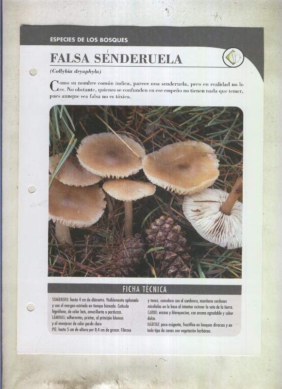 Bolets ficha 101: Falsa senderuela (Collybia dryophyla)