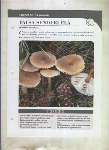 Bolets ficha 101: Falsa senderuela (Collybia dryophyla)