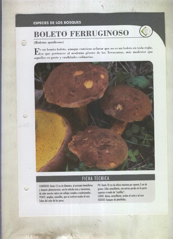 Bolets ficha 102: Boleto ferruginoso (Boletus spadiceus)