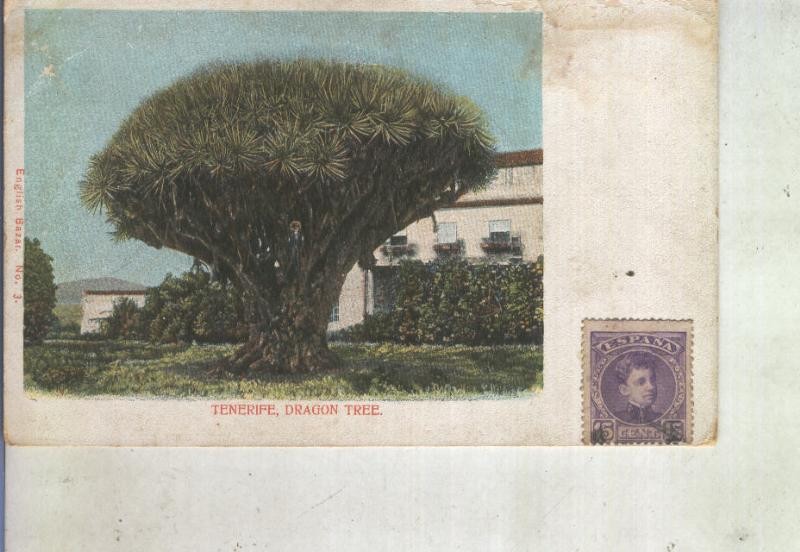Postal 013938: Dragon Tree de Tenerife