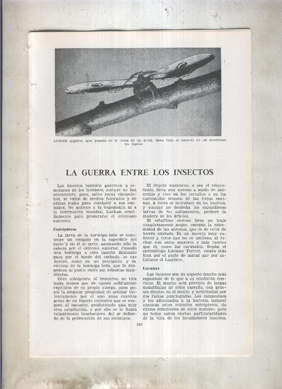 La guerra entre los insectos - Animales flores