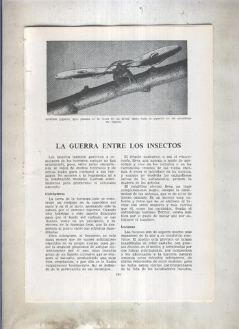 La guerra entre los insectos - Animales flores