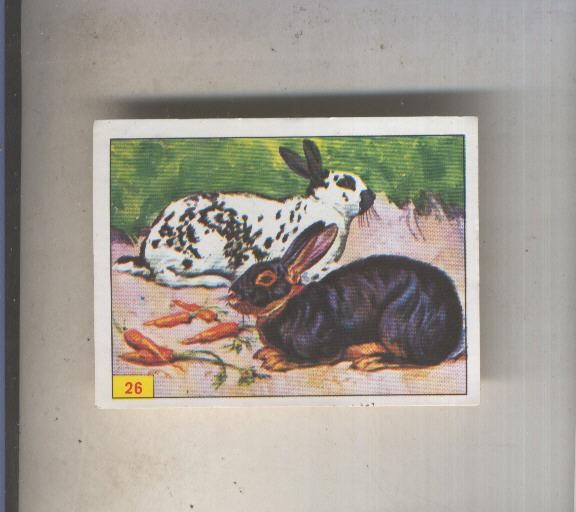 Cromo  Mamiferos de Panini numero 026