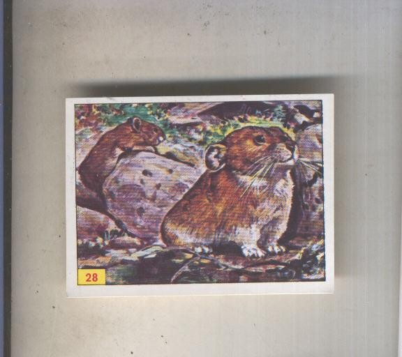 Cromo  Mamiferos de Panini numero 028