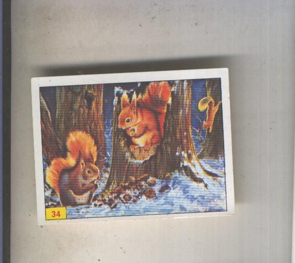 Cromo  Mamiferos de Panini numero 034