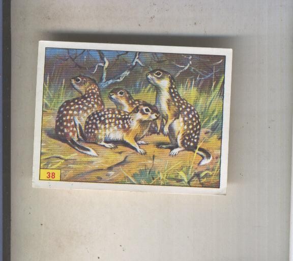 Cromo  Mamiferos de Panini numero 038