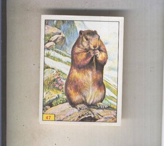 Cromo  Mamiferos de Panini numero 047