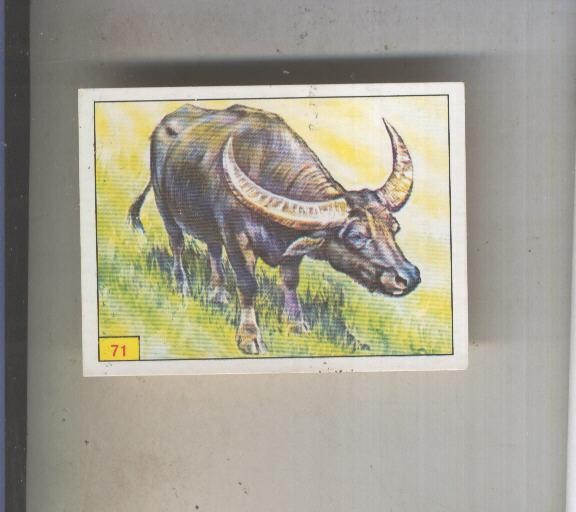 Cromo  Mamiferos de Panini numero 071