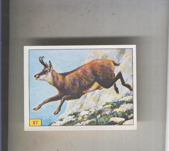 Cromo  Mamiferos de Panini numero 087