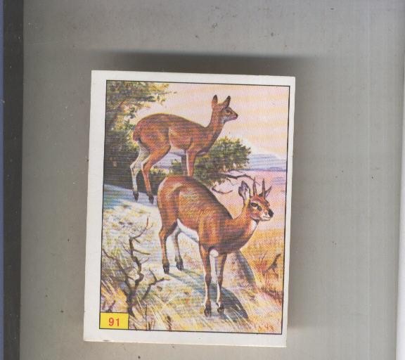 Cromo  Mamiferos de Panini numero 091