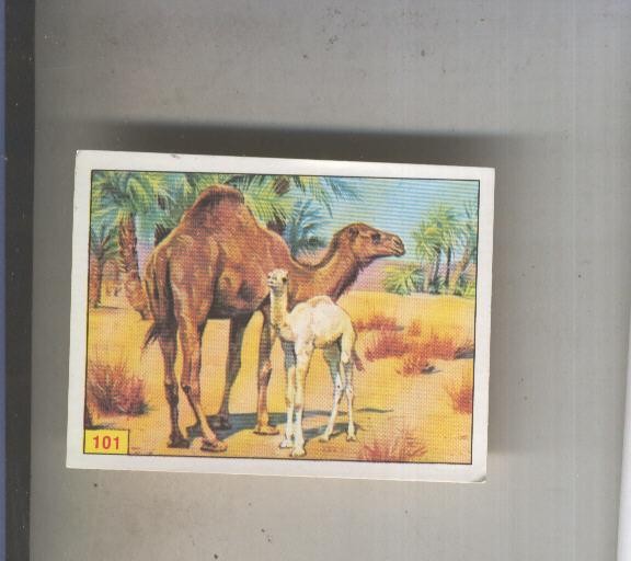 Cromo  Mamiferos de Panini numero 101
