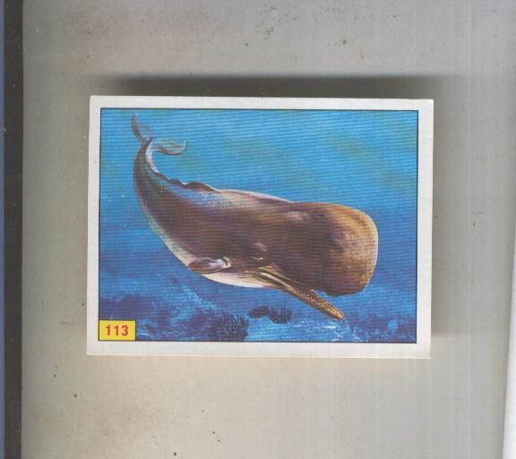 Cromo  Mamiferos de Panini numero 113