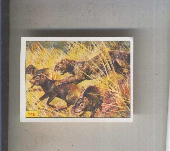 Cromo  Mamiferos de Panini numero 144