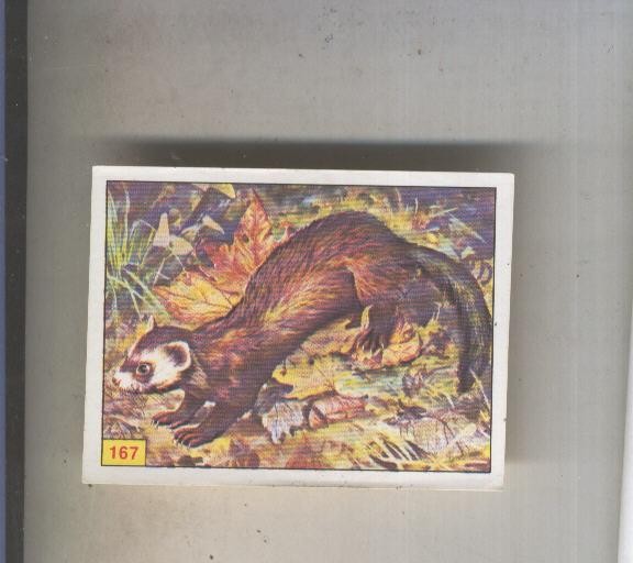 Cromo  Mamiferos de Panini numero 167
