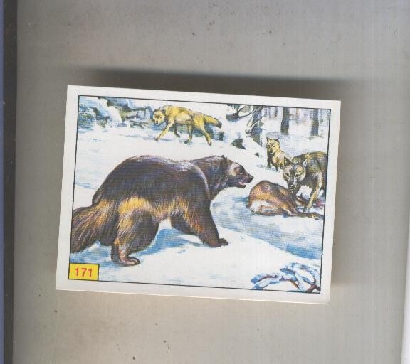 Cromo  Mamiferos de Panini numero 171