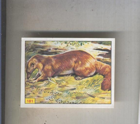 Cromo  Mamiferos de Panini numero 181