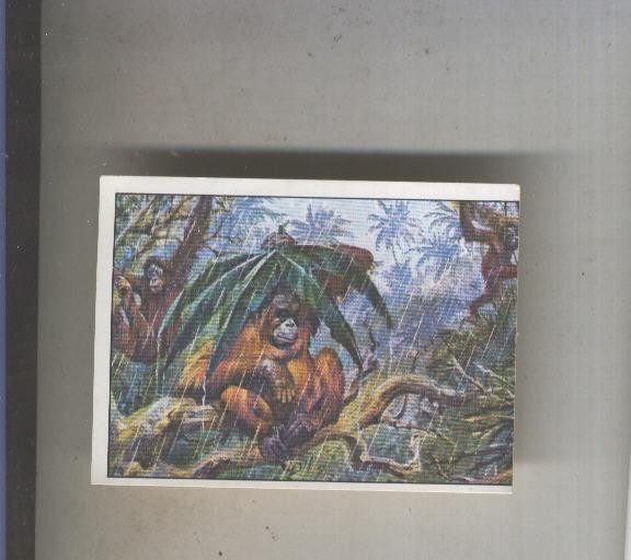 Cromo  Mamiferos de Panini numero 232
