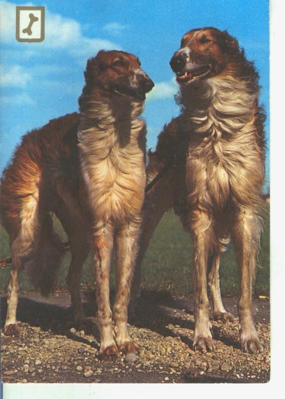 Postal 014415: Perros