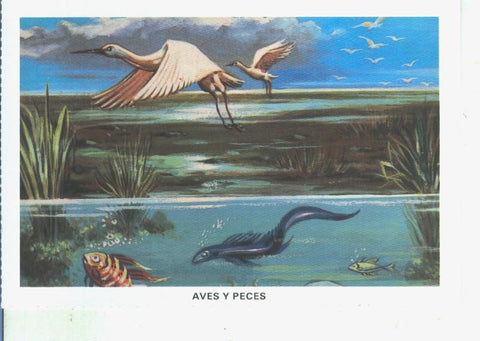 Postal 014525: La Biblia: Aves y Peces