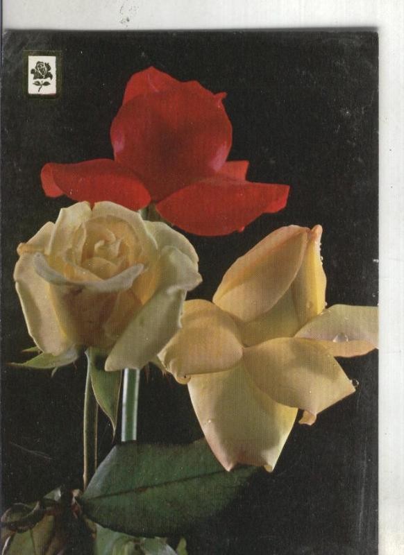 Postal 003604: Coleccion Flores  