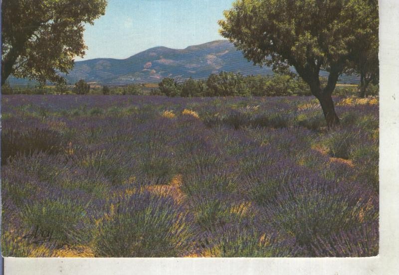Postal 014743: La Provence, Francia