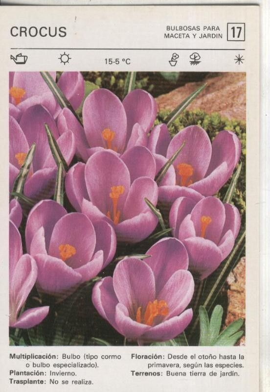 Postal 000550: Ficha Jardineria numero 17: Crocus