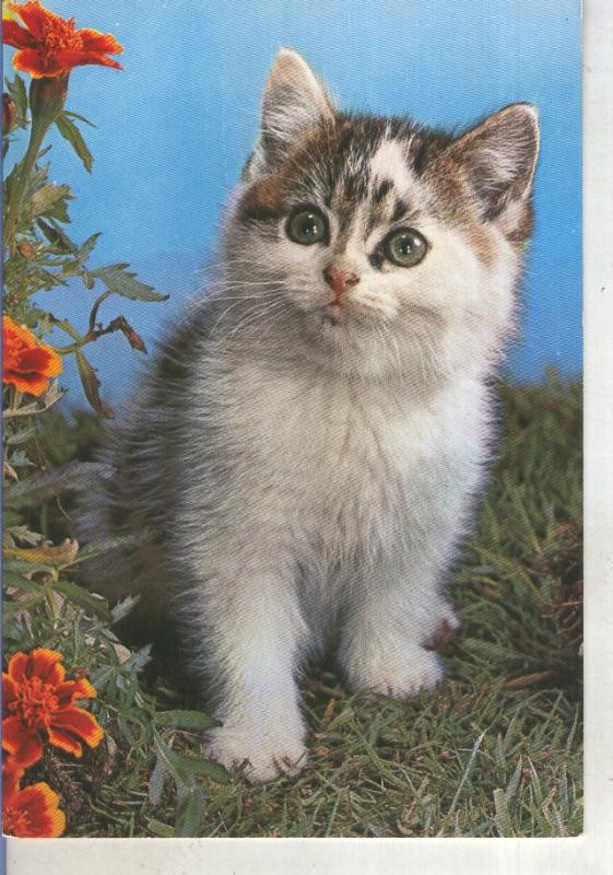 Postal 015268: Lindo gatito