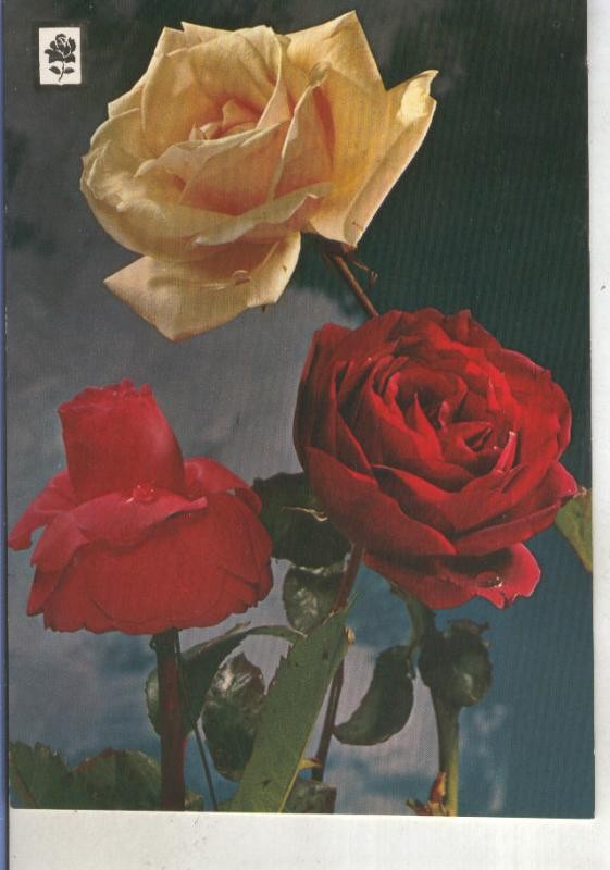 Postal 015280: Rosas