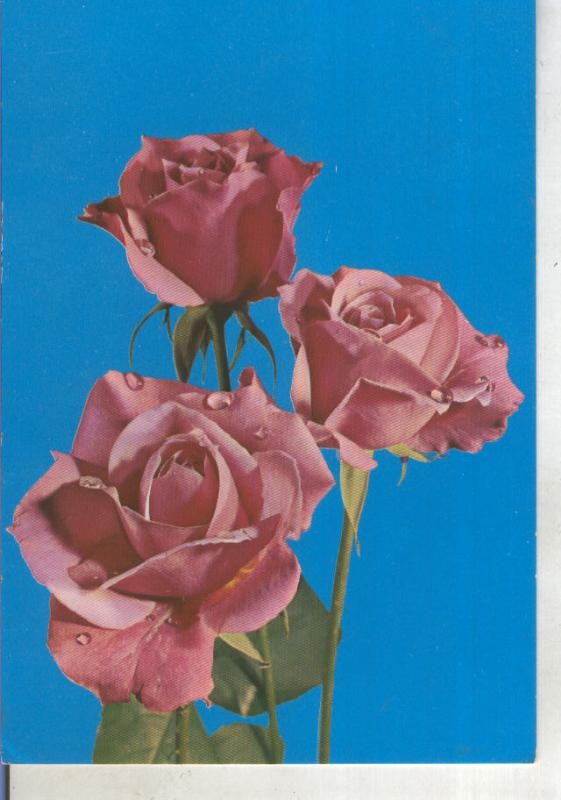 Postal 015281: Rosas