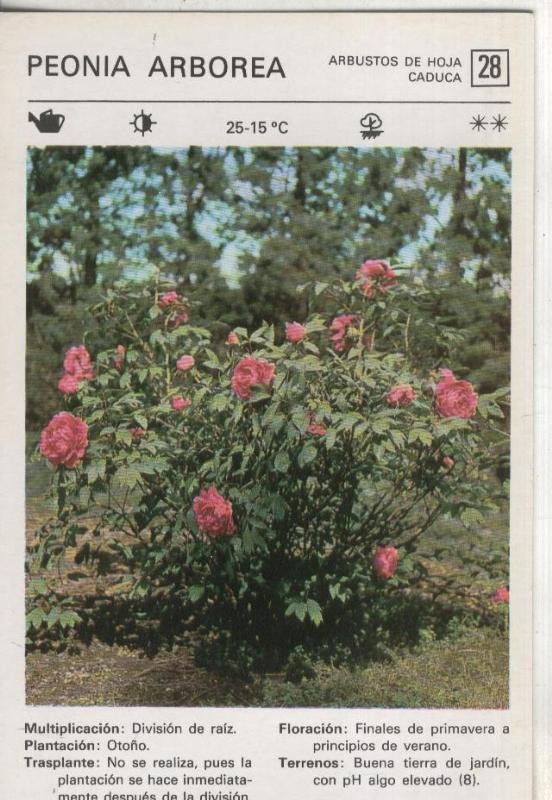 Postal 000517: Ficha Jardineria numero 28: Peonia Arborea