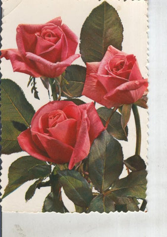 Postal 016144: Rosas
