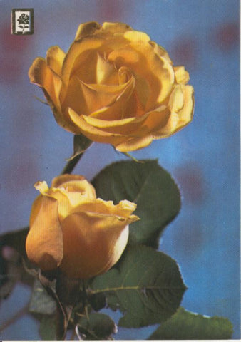Postal 016157: Rosas